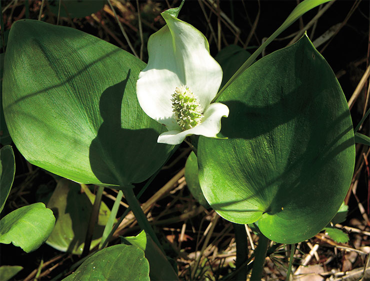 The bog arum, or squaw claw (Calla palustris) is the only representative of the genus Calla in the region. This perennial plant prefers humid, bogged or riparian habitats. It is toxic, and used in folk medicine as a versatile remedy with analgesic, laxative, anti-inflammatory and other properties. Photo by the author