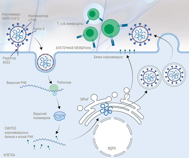 На этой упрощенной схеме показан процесс инфицирования клетки SARS-CoV-2. Коронавирусы, включая SARS-CoV-2, относятся к РНК-вирусам: в качестве «наследственной» молекулы у них выступает не ДНК, а РНК (эта нуклеиновая кислота может непосредственно служить матрицей для синтеза белков). Когда SARS-CoV-2 попадает в клетку благодаря взаимодействию своего поверхностного белка-шипа S с клеточным рецептором ACE2 (а также рецептором TMPRSS2), он с помощью клеточных рибосом производит фермент полимеразу, необходимую для копирования своей РНК. На следующем этапе в клетке синтезируется множество копий вирусной РНК, а рибосомы по матрице этой РНК синтезируют разнообразные вирусные белки. Далее с использованием других клеточных органелл – эндоплазматического ретикулума и аппарата Гольджи (ЭРиГ) – происходит сборка вирусных нуклеокапсидов, а затем и самих частиц вируса. Часть вирусных белков «презентируется» на поверхности клеточной мембраны. Клетки иммунной системы организма, распознавшие чужеродные белки-антигены, могут уничтожить как сами вирусные частицы, так и зараженную клетку, если она не успеет закончить жизнь апоптозом (клеточным «самоубийством»)