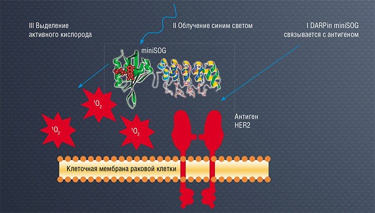 Принцип действия белковых конструкций, содержащих флавопротеин miniSOG, состоит в том, что при облучении синим светом miniSOG способствует образованию активных форм кислорода. Последние буквально «прожигают» мембрану, вызывая гибель клетки-мишени, с которой связывается направляющий фрагмент (например, DARPin) лекарственной конструкции (слева)