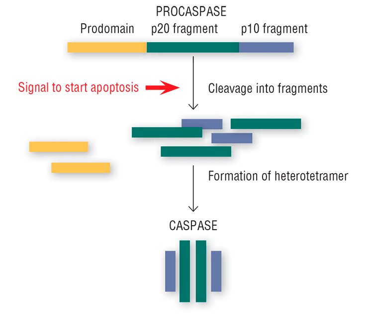 Once the “order” to self-liquidate arrives, the inactive enzymes, procaspases, in the cell are cleaved into fragments, further used to construct an active heterotetrameric enzyme, caspase, able to cleave the structures that are of vital importance for the cell