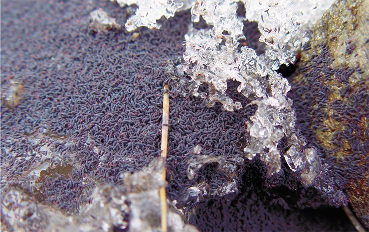 Ногохвостки, или коллемболы, – мелкие почвенные членистоногие, ранее причисляемые к насекомым, в длину редко превышают 1 мм. При этом плотность их скоплений иногда бывает поистине впечатляющей, достигая сотен тысяч и более особей на кв. метр (вверху). В ротовом аппарате хищного жука-жужелицы Leistus kryzhanovskii, специализирующегося на ловле коллембол, имеются ряды направленных ко рту щетинок-шипов, которые не дают вырваться подвижной жертве (внизу слева)