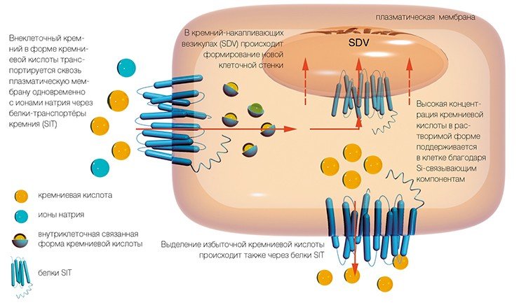 Попав в клетку, кремниевая кислота транспортируется в специализированные везикулы (SDV), депонирующие кремний. Внутри них в слегка подкисленной среде находятся полипептиды или длинноцепочечные полиамины, которые полимеризуют кремниевую кислоту, превращая ее в створку новой клетки. Когда новая створка внутри везикулы полностью сформируется, она выводится из клетки наружу