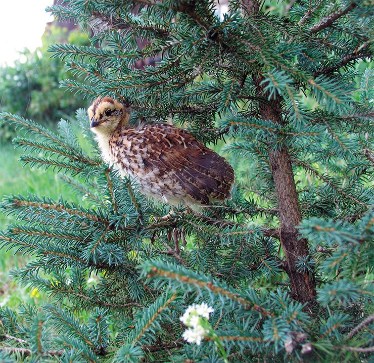 This Grouse nestling is 18 days old. At this age, young birds can already fly well and start to actively familiarize with the ambient taiga