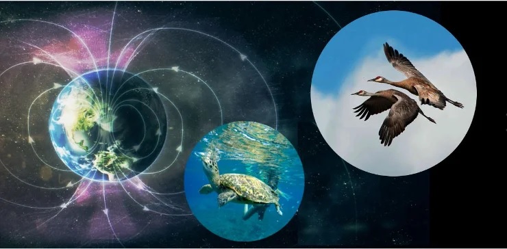 Морские черепахи и перелетные птицы используют для ориентации в пространстве, силовые линии магнитного поля Земли
