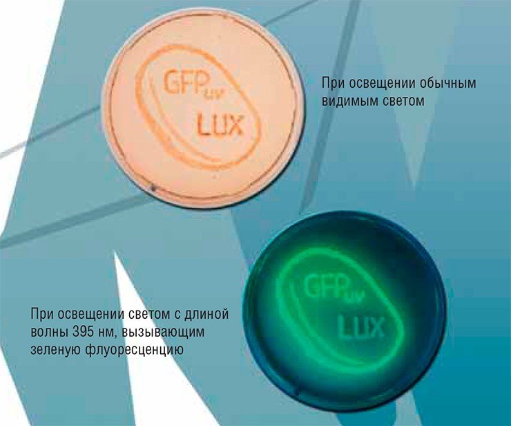 Штамм Salmonella typhimurium 1535, несущий плазмиду для синтеза зеленого флуоресцирующего белка (GFP), был обработан химическими агентами, повреждающими ДНК (они были нанесены на среду, содержащую бактерии, в виде аббревиатуры GFP и слова LUX). Фото К. Баумштарк-Хан