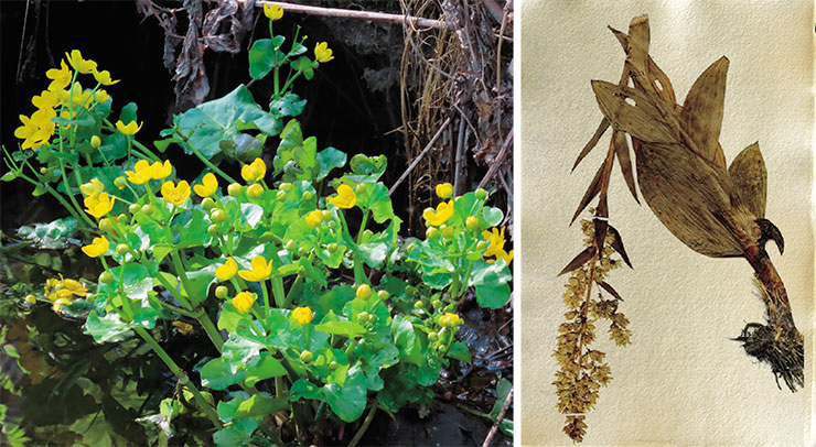 Marsh marigold, or “swan root” (Caltha palustris), is a perennial plant in the buttercup family (left). All parts of the plant are toxic. Photo by the author. Black henbane (Hyoscyamus) in the nightshade family Solanaceae has been used, since olden times, as a powerful pain reliever and antispasmodic medicine. This plant is highly toxic. Herbarium of the Central Siberian Botanical Garden, Siberian Branch, Russian Academy of Sciences (Novosibirsk)