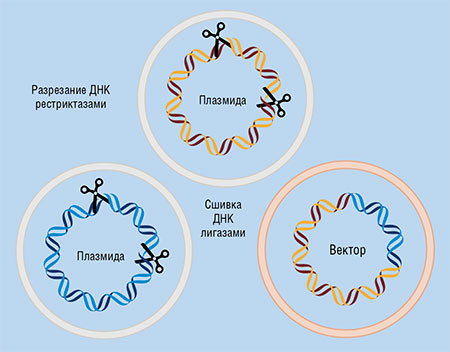 В генетической инженерии для манипуляций с геномами вирусов и бактерий используют ферменты рестрикции, которые разрезают молекулу ДНК, и ДНК-лигазы, соединяющие фрагменты ДНК в нужную конструкцию. Вверху – пример использования этих ферментов при создании генетических переносчиков-«векторов» из бактериальных плазмид, небольших автономных кольцевых двуцепочечных молекул ДНК. По: (Закиян, Власов, Медведев, 2014)
