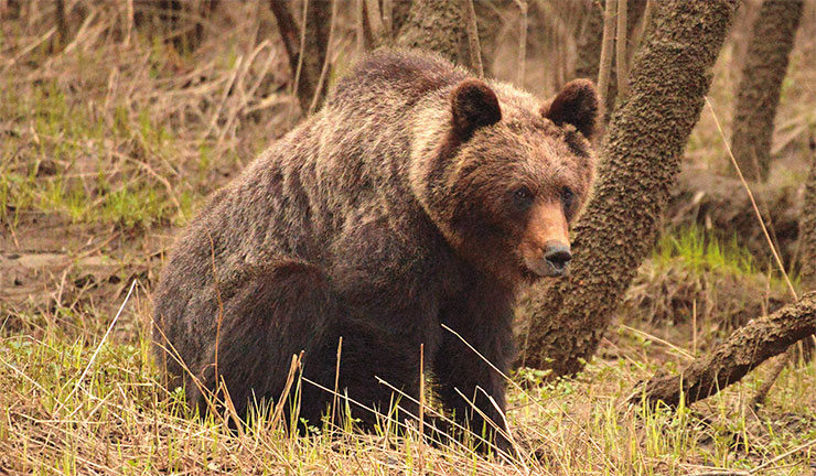 Бурый медведь (Ursus arctos) – самый крупный хищник заповедника и один из самых крупных наземных хищников в мире: известны особи весом далеко за 300 кг. Медведь всеяден и питается преимущественно разнообразной растительной пищей. К зиме нагуливает большой запас жира и ложится спать в обустроенную берлогу, где проводит до полугода. Медведица заботится о медвежатах до двух лет, обучая их и защищая от опасностей. Фото Е. Стрельникова