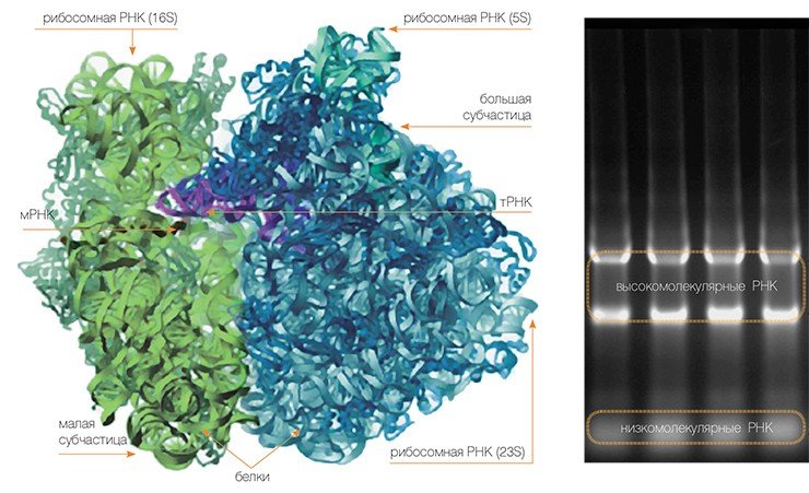 Слева: модель работающей бактериальной рибосомы, построенная на основании данных рентгеноструктурного анализа (по: Yusupov et al., 2001). Справа: РНК малой и большой субчастиц рибосом можно легко разделить с помощью электрофореза в агарозном геле. На электрофореграмме – рибосомные РНК млекопитающих: высокомолекулярные мигрируют в виде отдельных полос, а низкомолекулярные, которые движутся в геле значительно быстрее, не разделяются
