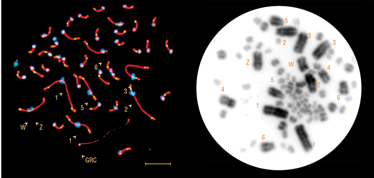 A meiotic cell of the sand martin (left) contains a big “extra” chromosome (GRC), which is absent in somatic cells (right). Digits mark the first six macrochromosomes in the order of decreasing size; the letters Z and W mark sex chromosomes. Photo: E. Basheva