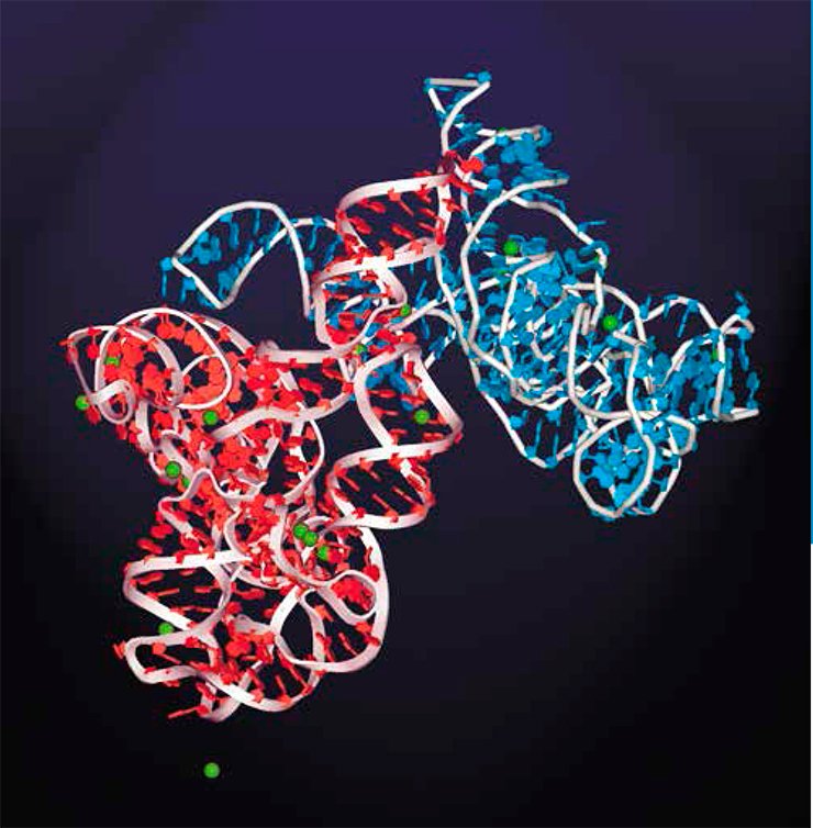 Proteins are not monopolists in the ability to catalyze biological reactions, since RNAs also successfully cope with this task, being able to form compact structures with catalytic functions. Left, a natural enzyme, the ribozyme of the infusorian Tetrahymena thermophila (according to Vlassov, 2007)
