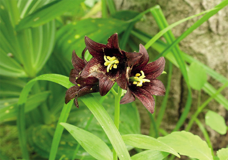 Kamchatka lily (Fritillaria camtschatcensis), a perennial plant in the lily family. Photo by the author