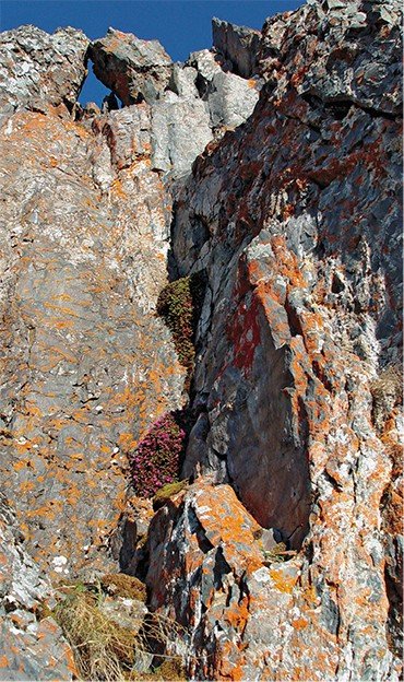 Подушковидные формы растений-петрофитов, хорошо приспособленные к высыханию и ветрам, занимают малейшие углубления в скалах, вертикальные поверхности которых покрыты накипными лишайниками. Такие ландшафты встречаются в высокогорьях Западной Тувы