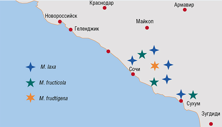 Распространение различных видов фитопатогенов рода Monilia на черноморском побережье по данным проекта программы «Большие вызовы»