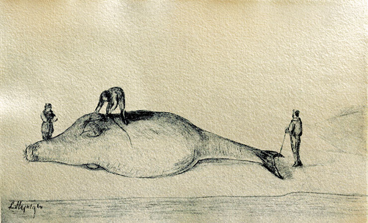 G. W. Steller measures a sea cow on the Bering Island on July 12, 1742. Creative reconstruction. Drawing from the book Bering’s Voyages: An Account of the Efforts of the Russians to Determine the Relation of Asia and America by F. A. Golder and L. Stejneger (1922). Public Domain