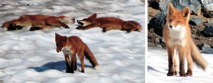 Kamchatka Peninsula is the habitat of the Anadyr red fox