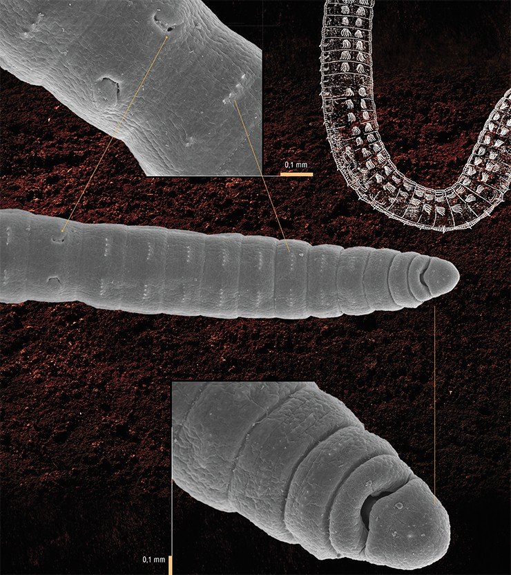 Передний конец тела M. bungei до XII сегмента с брюшной стороны и его увеличенные фрагменты: мужские половые отверстия (поры) и несколько первых сегментов тела. Сканирующая элктронная микроскопия