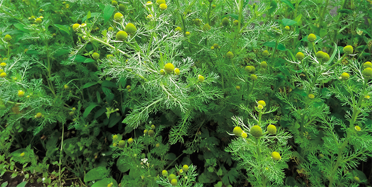 The pineappleweed (Matricaria discoidea (Pursh) Nutt.) is a cosmopolitan species that has spread across all continents in areas with temperate climate. Photo: E. Yu. Zykova