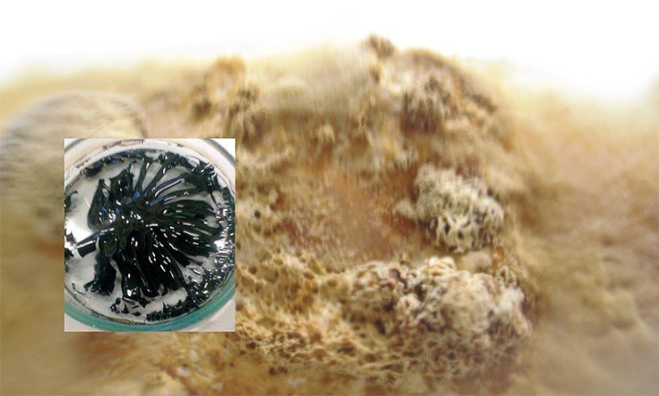 Культура трутовика скошенного на поверхности жидкой среды и черные пластинки меланина, выделенного из культуральной жидкости 