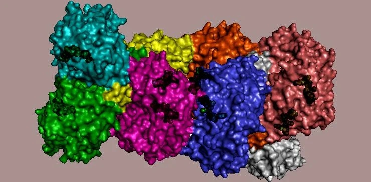 Трехмерная структура митохондриальной альдегиддегидрогеназы печени человека