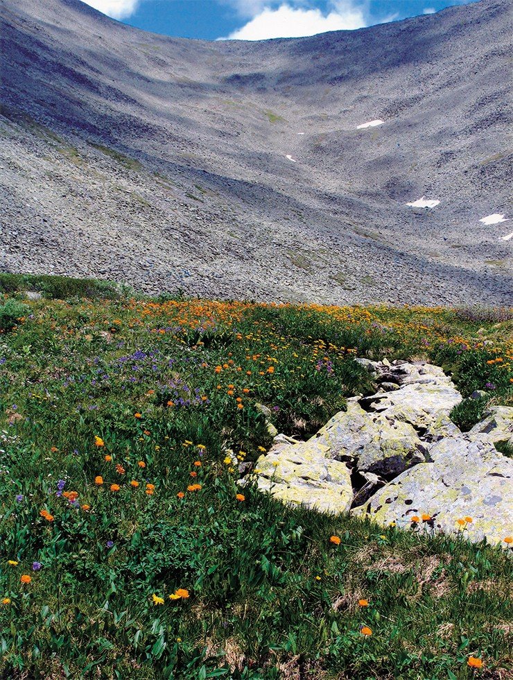 Альпийский луг – один из прекраснейших природных ландшафтов. Фото В. Седельникова