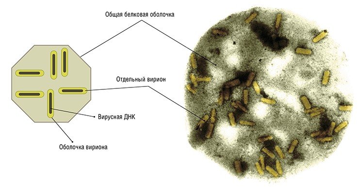 Бакуловирусы могут образовывать особые защитные образования – белковые капсулы, содержащие несколько вирионов (зрелых вирусных частиц). На фото справа – вирус ядерного полиэдроза непарного шелкопряда в белковой оболочке. Электронная просвечивающая микроскопия. Фото С. Бахвалова
