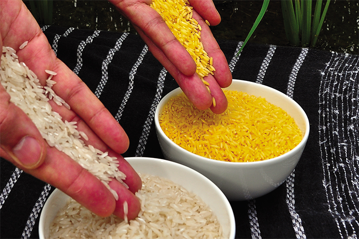 “Golden Rice” is a genetically modified rice variety: its grains contain lots of beta-carotene. “Golden rice” is meant to improve the quality of nutrition in many third world countries, where vitamin A deficiency is a problem (Isagani Serrano) – Part of the image collection of the International Rice Research Institute