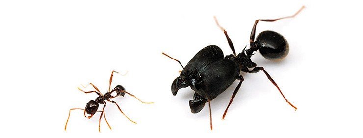 Рабочие муравьи рода Pheidole выполняют в семье функции солдата (справа) и фуражира (слева). Фото © Alex Wild