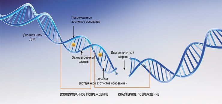 На ДНК постоянно воздействуют разнообразные факторы химической и физической природы, такие как свободные радикалы, ультрафиолетовое излучение и т. п. В результате происходит потеря и окисление азотистых оснований, сшивки внутри цепей ДНК и даже их разрывы, включая двухцепочечные