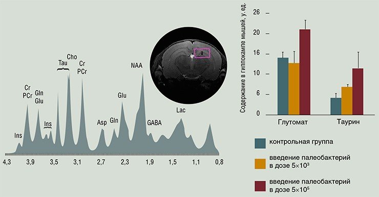 Примером неинвазивной метаболомики служит выполненный на базе ЦКП «SPF-виварий» ИЦиГ СО РАН междисциплинарный проект по изучению метаболических профилей мозга лабораторных мышей, которым вводили разные дозы палеобактерий в качестве возможного гетеропротектора. С помощью протонной ЯМР-спектроскопии в гиппокампе подопытных мышей было идентифицировано 14 видов органических молекул. Судя по результатам, введение палеобактерий задерживало развитие метаболомных признаков старения, в том числе характерное для него снижение концентраций аминокислот глутомата и таурина 