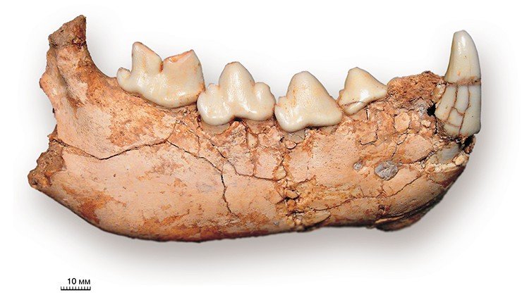 Редкая находка на Таралык-Чере: нижняя челюсть ископаемой гиены адкрокуты, вымершей в конце позднего миоцена (около 5,5 млн лет назад)