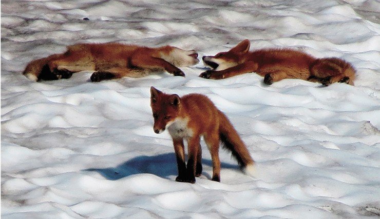 Полуостров Камчатка – родина красной лисы-огневки