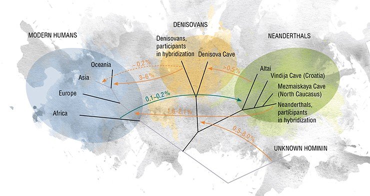 Model of the possible gene flows in the human population in the Late Pleistocene. The dashed line indicates the infusion of the Denisovans into the modern genome, which could have occurred both as a single event and on repeated occasions. Adapted from: (Prüfer et al., 2014)