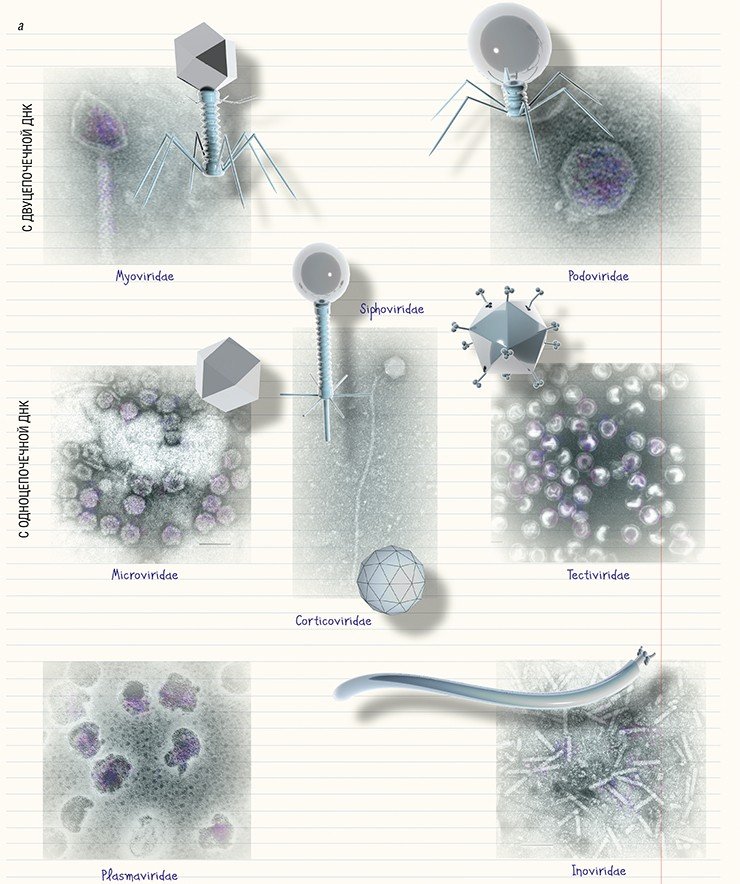 Наиболее полно разнообразие морфологических характеристик известных бактериофагов представлено на схеме морфотипов вирусов прокариот, разработанной Г. Аккерманном. На ней представлено 10 семейств вирусов бактерий и 11 семейств вирусов архей. Схема учитывает основные таксономические признаки фагов – форму капсида и тип нуклеиновой кислоты, ДНК (а) или РНК (б) (Ackermann, 2007). «Голова» бактериофагов, как правило, симметрична и имеет шестиугольный контур. Бактериофаг может быть лишен «хвоста», но при этом иметь дополнительную оболочку, как у представителей семейства Corticoviridae, а отсутствие «головы» – типичный признак семейства Inoviridae, объединяющего «нитчатые» бактериофаги