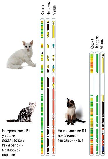 Люди не так уж и далеко ушли от своих домашних любимцев. Например, хромосома B1 кошки состоит из фрагментов хромосом 4 и 8 человека, а D1 практически идентична хромосоме 11 человека. По сравнению с кошкой хромосомы мыши претерпели гораздо более значительные перестройки. Так, хромосома B1 кошки содержит фрагменты пяти, а хромосома D1 – четырех мышиных хромосом