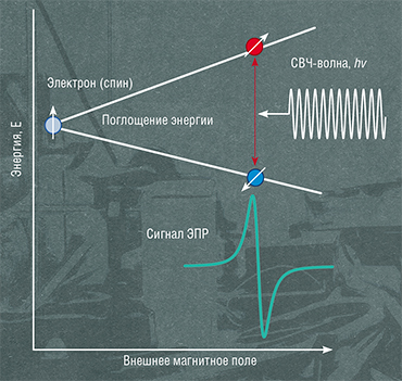 Как получается простейший спектр ЭПР? При помещении в сильное постоянное магнитное поле образца с неспаренными электронами (например, со спином S = 1/2) спиновые уровни энергии расщепляются. Верхний уровень отвечает проекции спина вдоль направления внешнего магнитного поля, нижний – против. Расщепление между энергетическими уровнями увеличивается с ростом приложенного внешнего магнитного поля. Когда разница энергий совпадет с энергией подаваемой СВЧ-волны, наблюдается резонансное поглощение (hν = ΔЕ). Как правило, в эксперименте излучение СВЧ подают непрерывно, а мощность магнитного поле меняют так, чтобы «найти» положение резонанса. Конкретная форма спектра ЭПР связана с техническими особенностями детектирования