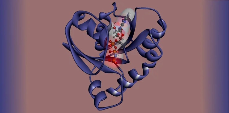 Структура белка KRAS