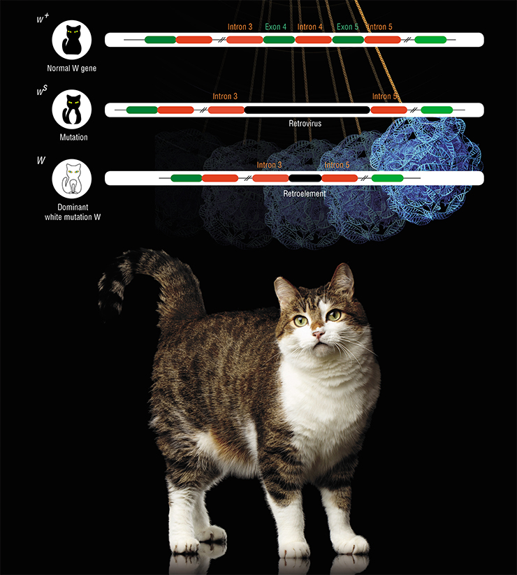 Cats owe their white spots to mutations in the W (White spotting) gene, caused by retrovirus insertion. Initially, a retrovirus inserted itself between two introns of the W gene (the wˢ mutation); later, a larger part of this insertion was lost (the W mutation). © seregraff – stock.adobe.com;