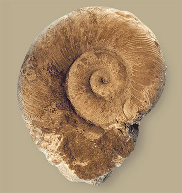 Древнейший спирально-свернутый наутилоид, Эстония