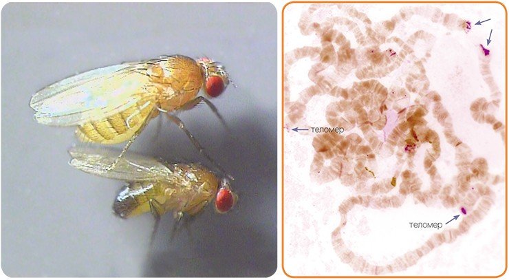 У Drosophila melanogaster мобильный элемент Het A участвует в формировании теломеров – концевых фрагментов хромосом, потеря которых приводит к гибели клетки