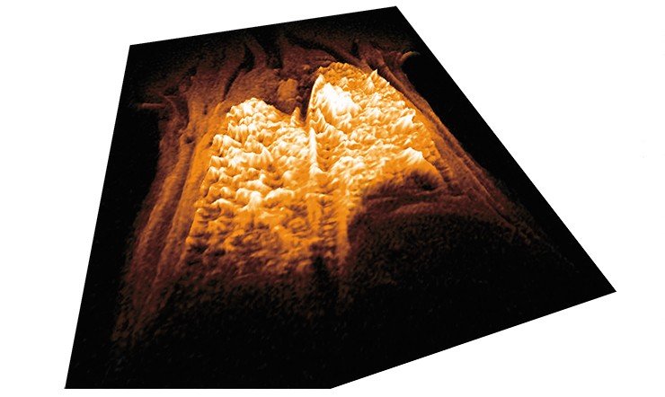 Объемное изображение интенсивности томографического сигнала от легких мыши, вдыхавшей аэрозоль с наночастицами оксида железа. Темные области соответствуют районам максимального накопления наночастиц. Реконструкция на основе около 5000 измерений интенсивности сигнала