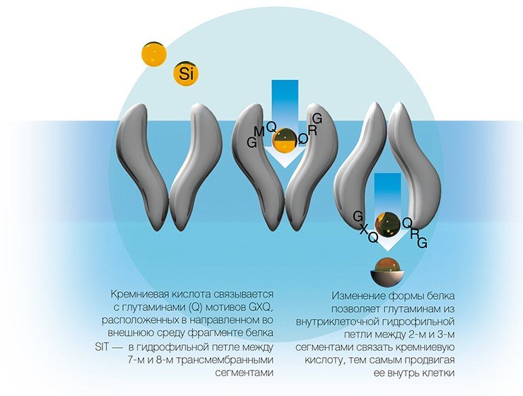 Стадии транспорта кремниевой кислоты через мембрану клетки с помощью мотива GXQ белка-транспортера кремния (SIT) (по: Thamatrakoln et al., 2006)