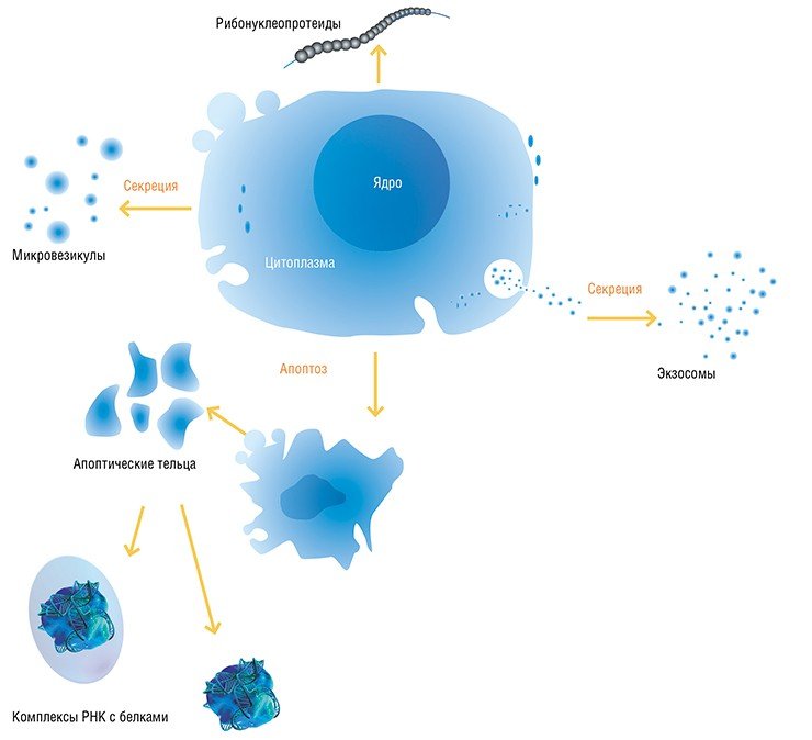 Существует два основных пути появления в организме эндогенных внеклеточных нуклеиновых кислот. К первому относится активная секреция их клетками в составе различных везикулярных структур – таким образом переносятся преимущественно матричные и малые РНК. Второй тип связан с разрушением клеток в ходе запрограммированной клеточной смерти (апоптоза) или некроза