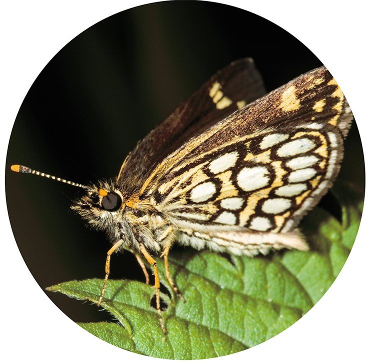 Пестрая окраска бабочек-толстоголовок (сем. Hesperiidae) часто служит им маскировкой. Нашу толстоголовку-морфей (Heteropterus morpheus) легко отличить от родственниц по пятнам на исподе задних крыльев. Сверху бабочка окрашена куда скромнее