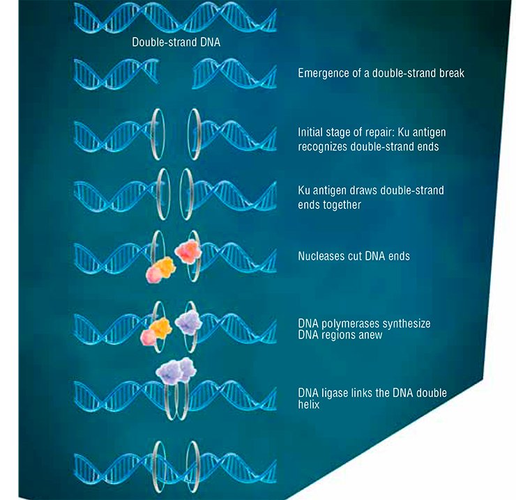 The repair (“fixing”) of DNA double-strand breaks with the help of Ku antigen has several stages. First, Ku antigen recognizes the ends of a DNA break and draws them together. When interacting with DNA, Ku antigen slides along DNA like a bead on a string.Then specialized enzymes clean up the ends of the DNA break, while other enzymes fill the formed gaps in the nucleotide sequence and ligate it. Thus, the initial integrity of the DNA molecule is restored. In addition to Ku antigen, the ensemble of repair proteins contains specialized nucleases for “cutting” DNA ends, DNA polymerases for synthesizing the lacking DNA regions, and DNA ligase for restoring the integrity of the DNA sugar–phosphate backbone. Ku antigen itself “works” as a component of an enzyme referred to as DNA-dependent protein kinase, being bound to its catalytic subunit