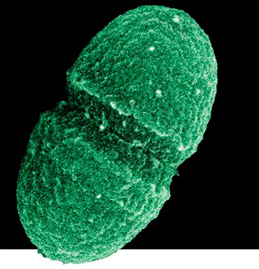 Бактерия Enterococcus faecalis часто встречается в нормальной кишечной микрофлоре людей и может использоваться в качестве пробиотика. Public domain / United States Department of Agriculture