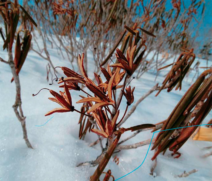 На зиму кожистые листья рододендронов не опадают, а скручиваются в трубочку, уменьшая испарение влаги в холодный период