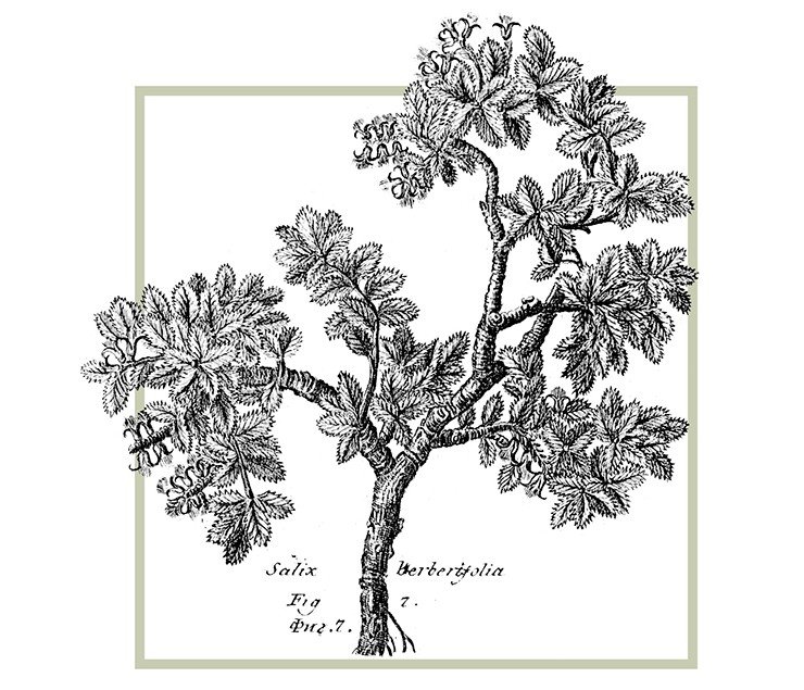 Ива барбарисолистная (Salix berberifolia Pall.), описанная Палласом с гольца Сохондо (Восточная Сибирь). Рисунок неизвестного художника экспедиции (по кн.: Паллас, 1776)