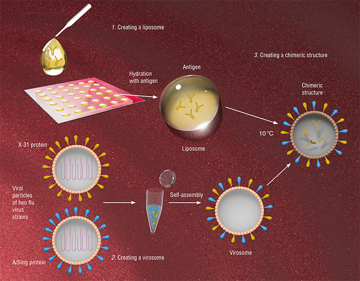 While working on virosomes targeting the hepatitis C virus, researchers came up with a significantly more efficient method of including macromolecules than the use of detergents followed by freeze-thawing. According to this method, first, the antigen is included into liposomes. To do this, lipids are “dried” until they form a “dry film”, which is then hydrated with the antigen present. The resulting self-assembly produces lipid bubbles containing the necessary antigen (1). Virosomes are made out of viral particles using non-ion detergents by injecting them with surface hemagglutinin proteins of two flu virus strains – Х-31 и A/Sing, which have different temperature ranges of activity (2). Х-31 is active at low temperatures (<20 °C) and can merge with liposomes that lack sialic acid on their surface. This forms a chimeric structure containing the antigen (3). A/Sing hemagglutinins that are active at temperatures above 25 °C facilitate the merging of chimeric virosomes with membranes of antigen-presenting cells in the body (Amacker et al., 2005)
