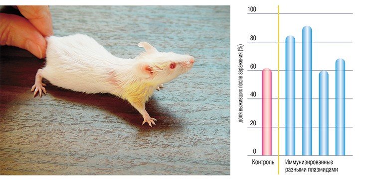 Чтобы проверить эффективность генных вакцин, контрольных и иммунизированных рекомбинантными плазмидами лабораторных мышей заражали клещевым энцефалитом